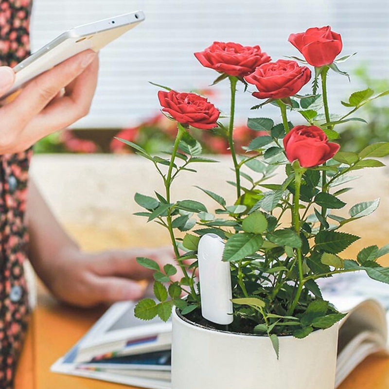 HHCC Perawatan Bunga Monitor T - Smart Garden Xiaomi ulasan dan harga